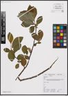 Foto von Salix caprea L.